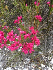 Erica corifolia