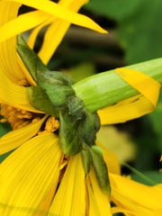Tithonia diversifolia