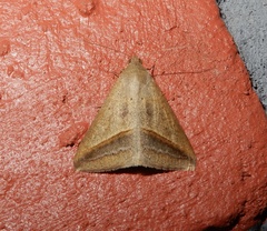 Mocis frugalis