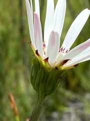 Gerbera crocea