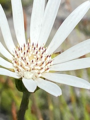 Gerbera crocea