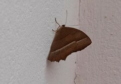 Taygetis rufomarginata