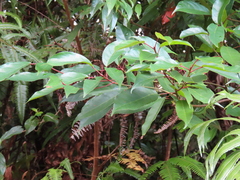 Elaeocarpus japonicus