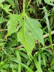 Tithonia diversifolia