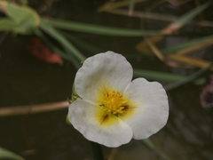 Sagittaria montevidensis