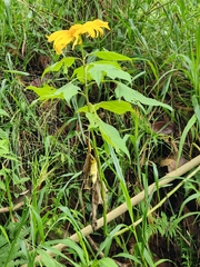 Tithonia diversifolia