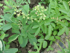 Gymnospermium altaicum