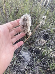 Liatris punctata mucronata