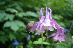 Aquilegia vulgaris