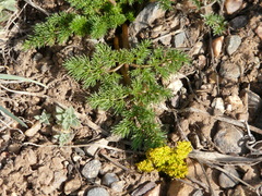 Lomatium grayi
