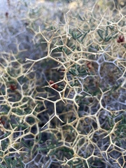 Sarcopoterium spinosum