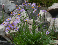 Erigeron glacialis