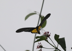 Troides minos