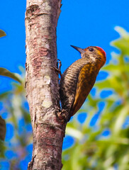 Dryobates maculifrons