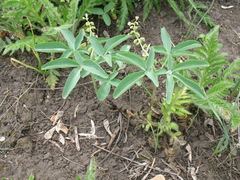 Gymnospermium altaicum