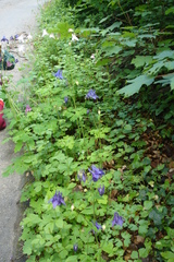Aquilegia vulgaris