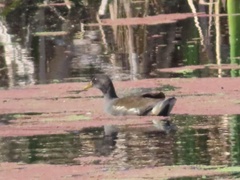 Gallinula chloropus meridionalis