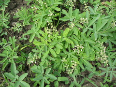 Gymnospermium altaicum