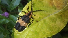 Calopteron reticulatum