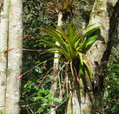Tillandsia complanata