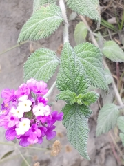 Lantana montevidensis
