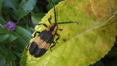 Calopteron reticulatum