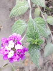 Lantana montevidensis