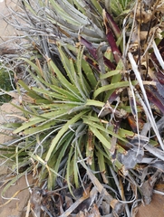 Puya