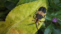Calopteron reticulatum