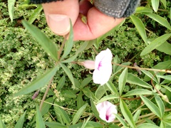 Ipomoea heptaphylla
