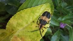 Calopteron reticulatum