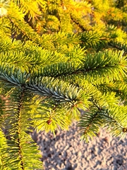 Picea sitchensis