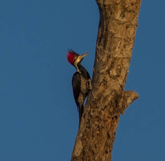 Campephilus melanoleucos