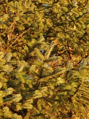 Picea sitchensis