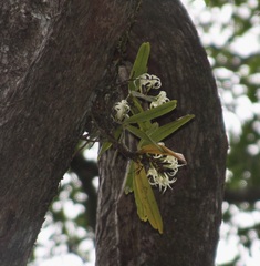 Cyrtorchis arcuata arcuata