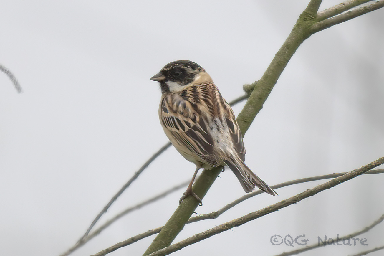 Pallas's Reed Bunting