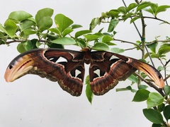 Attacus atlas formosanus