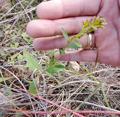 Solidago radula