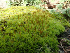 Syntrichia montana