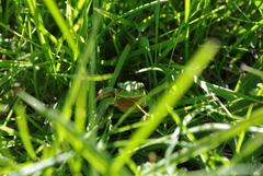 Hyla molleri