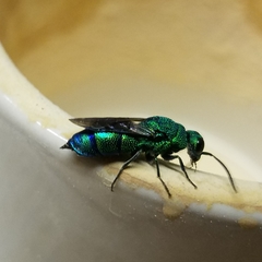 Chrysis smaragdula