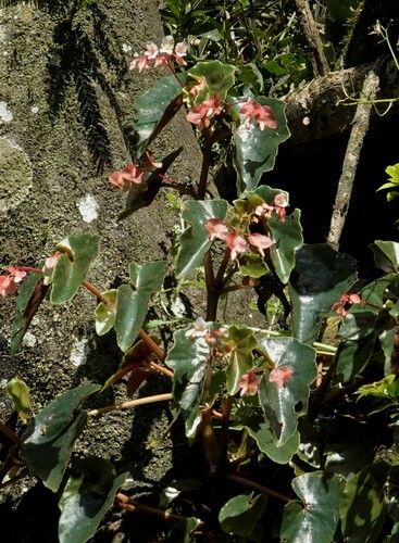 Image of Begonia subvillosa by (c) Paul Prior, some rights reserved (CC BY)
