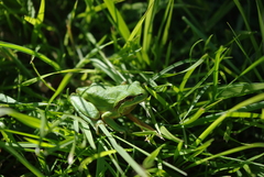 Hyla molleri