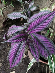 Strobilanthes auriculata