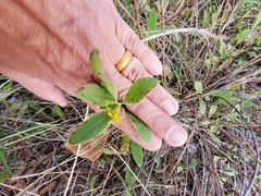 Solidago radula