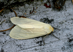 Pareuchaetes insulata