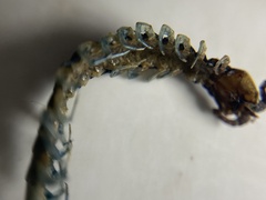 Scolopendra viridis