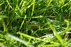 Hyla molleri