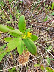 Solidago radula