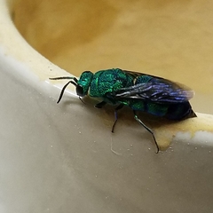 Chrysis smaragdula